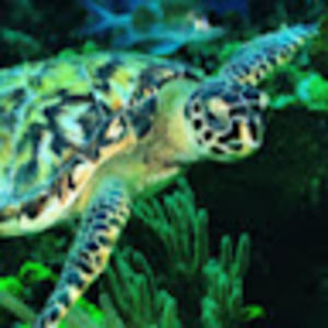 Meet your Posher, Simon